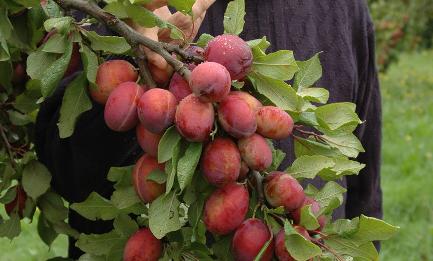 Image 2: Duo Fruit Tree