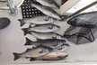 Enjoy 1/2-Day Outer Banks Inshore Fishing Charter (Up to 4 or 6) at Fingeance Fishing Charters (Up to 20%Off) - Second Medium