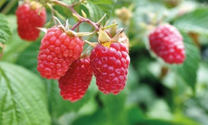 British-Bred Raspberry Full Season Collection