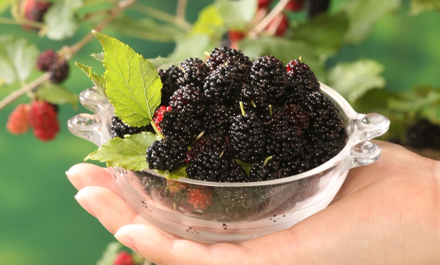 Image 1: Up to Three Black Mulberry (Morus) Charlotte Russe Plants in 9cm Pots