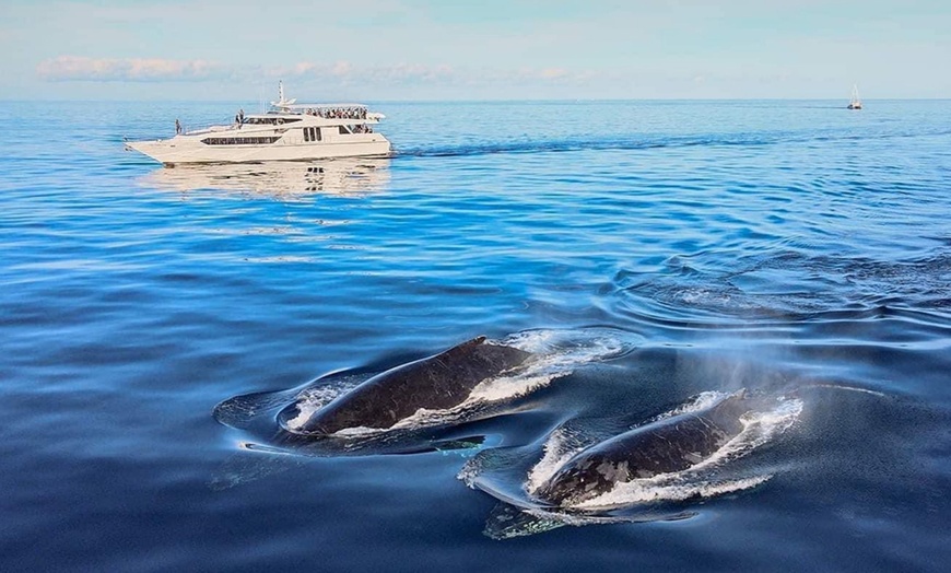 Image 9: 2.5-Hour Whale Watching Tour for 1 Child Age 3-13 or 1, 2, or 4 Adults