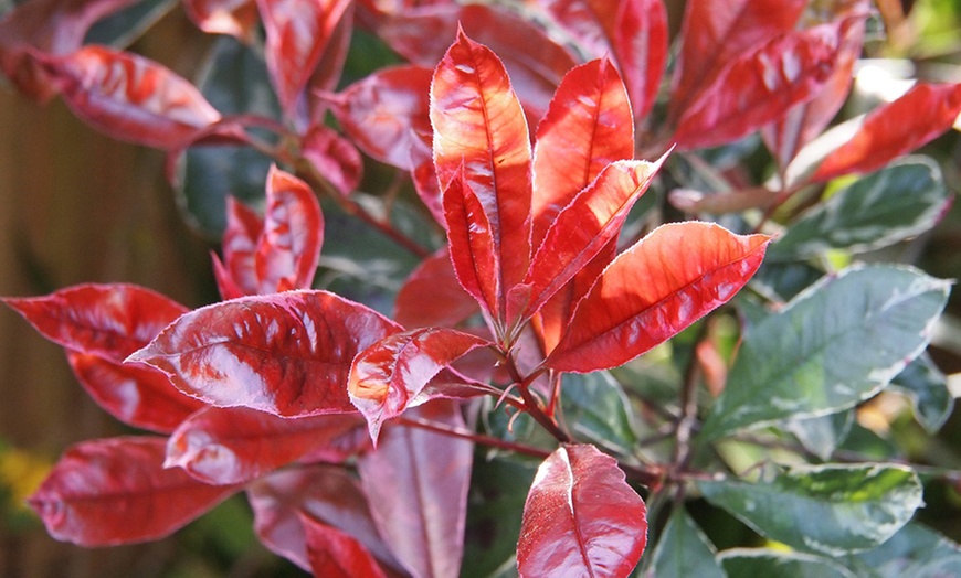 Image 2: Set di Piante Photinia, Foglie Rosse