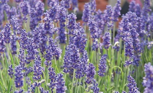 12 or 24 Lavender 'Hidcote' plants