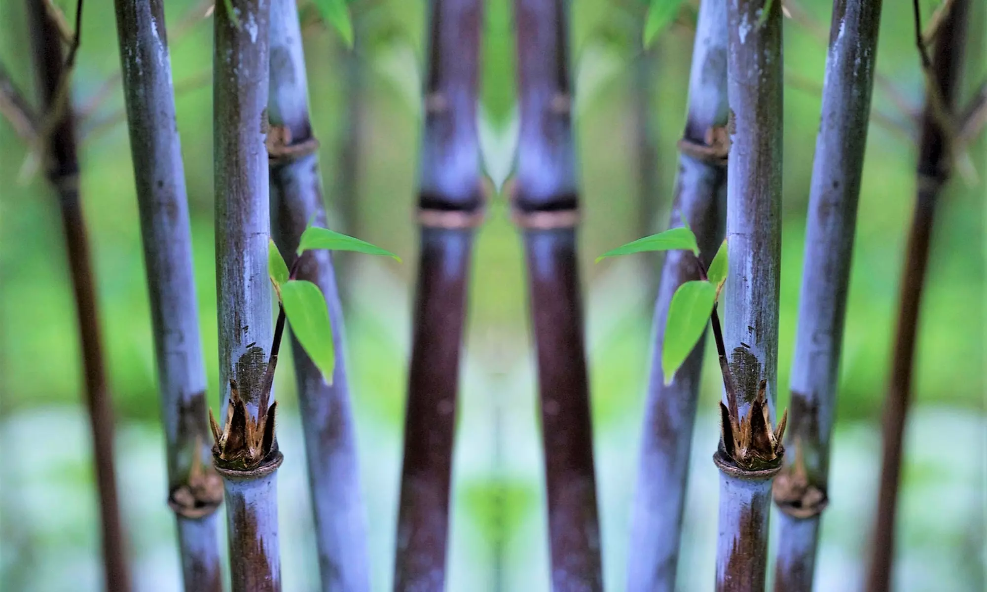 Lot de 2, 3, 4 ou 6 bambous non invasifs