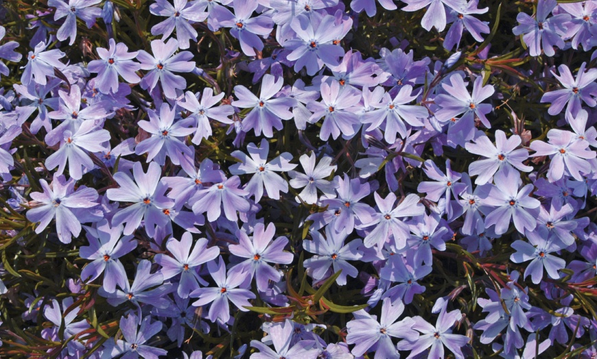 Image 7: Phlox Creeping Collection