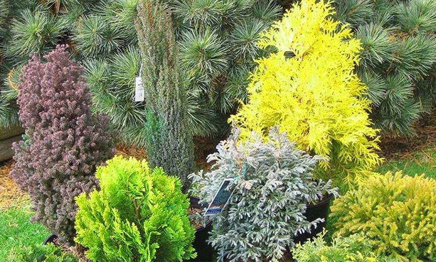 Image 1: Dwarf Conifer Plants