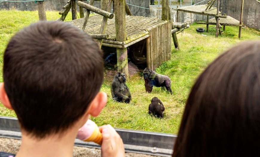 Image 8: General Admission to Belfast Zoo For Child, Adult, or Family 