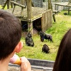 Image 8: General Admission to Belfast Zoo For Child, Adult, or Family 