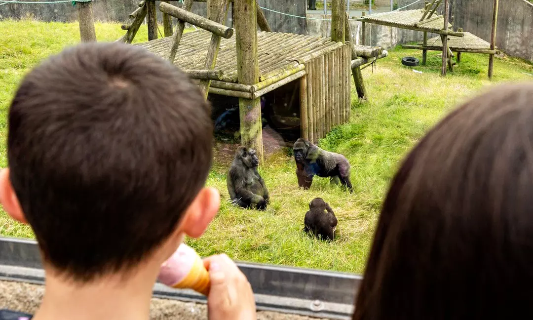 General Admission to Belfast Zoo For Child, Adult, or Family