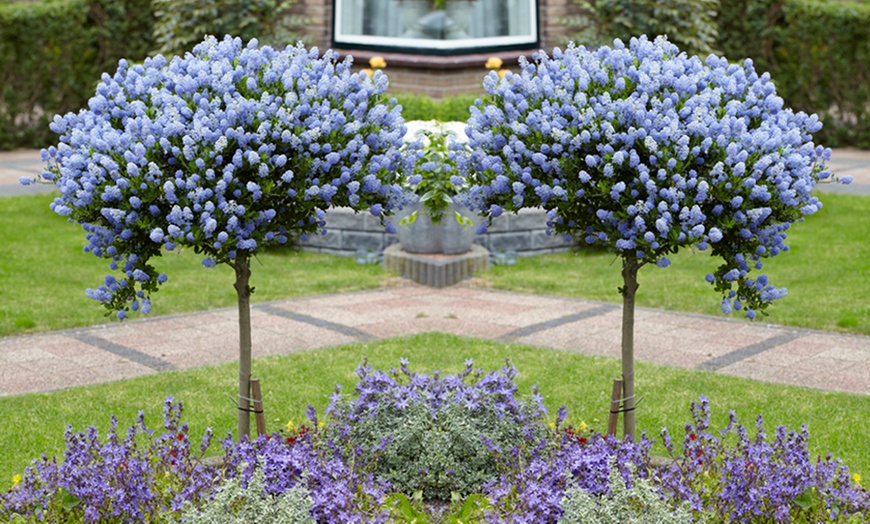 Image 1: Ceanothus Californian Lilac