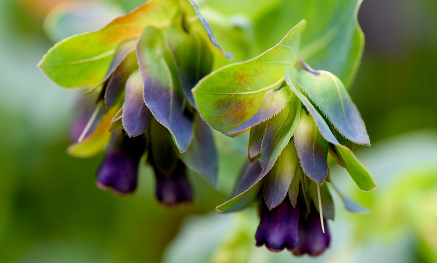 Image 5: Six Plug Plants of Cerinthe Major Purpurescens