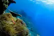 Open Water Scuba Diver course at Goblin Diving Center (Up to 44% Off) - Image 3