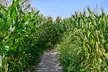 Entrée au Pop Corn Labyrinthe de maïs à Thélus le matin ou l'après midi (19% de réduction) - Second Medium