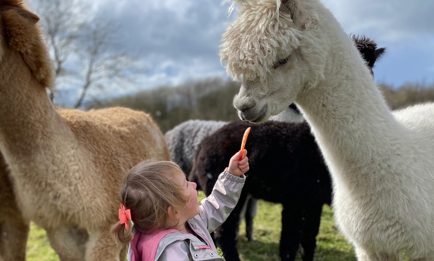 Image 6: Miniature Donkey & Alpaca Experience