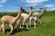 60-Minute Baby Alpaca Experience or Alpaca Walking Experience with Afternoon Tea for One or Two (Up to 35% Off) - Image 2