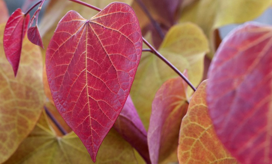 Image 3: Cercis Eternal Flame Plant, 3 L pot