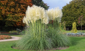  Pink & White Pampas Grass - 1, 2 or 4 Potted Plants 