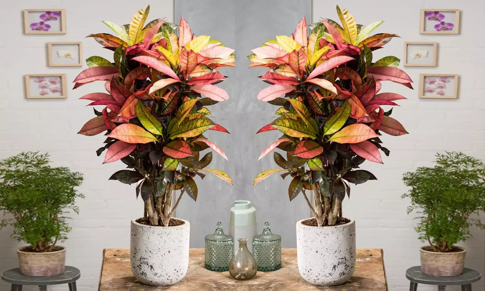 Planta crotón iceton en diferentes tamaños - Primary Image