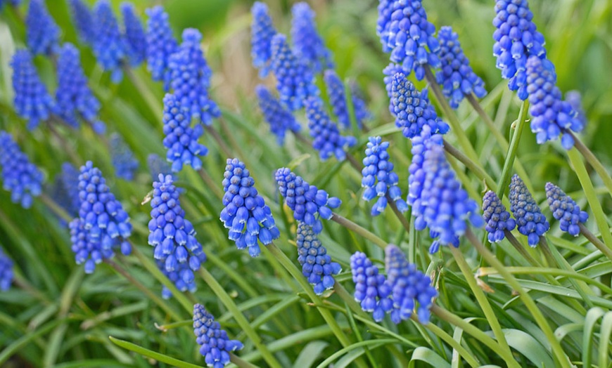 Image 12: Muscari Grape Hyacinth - Pink, Blue and White Spring Bulbs