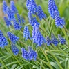 Image 12: Muscari Grape Hyacinth - Pink, Blue and White Spring Bulbs