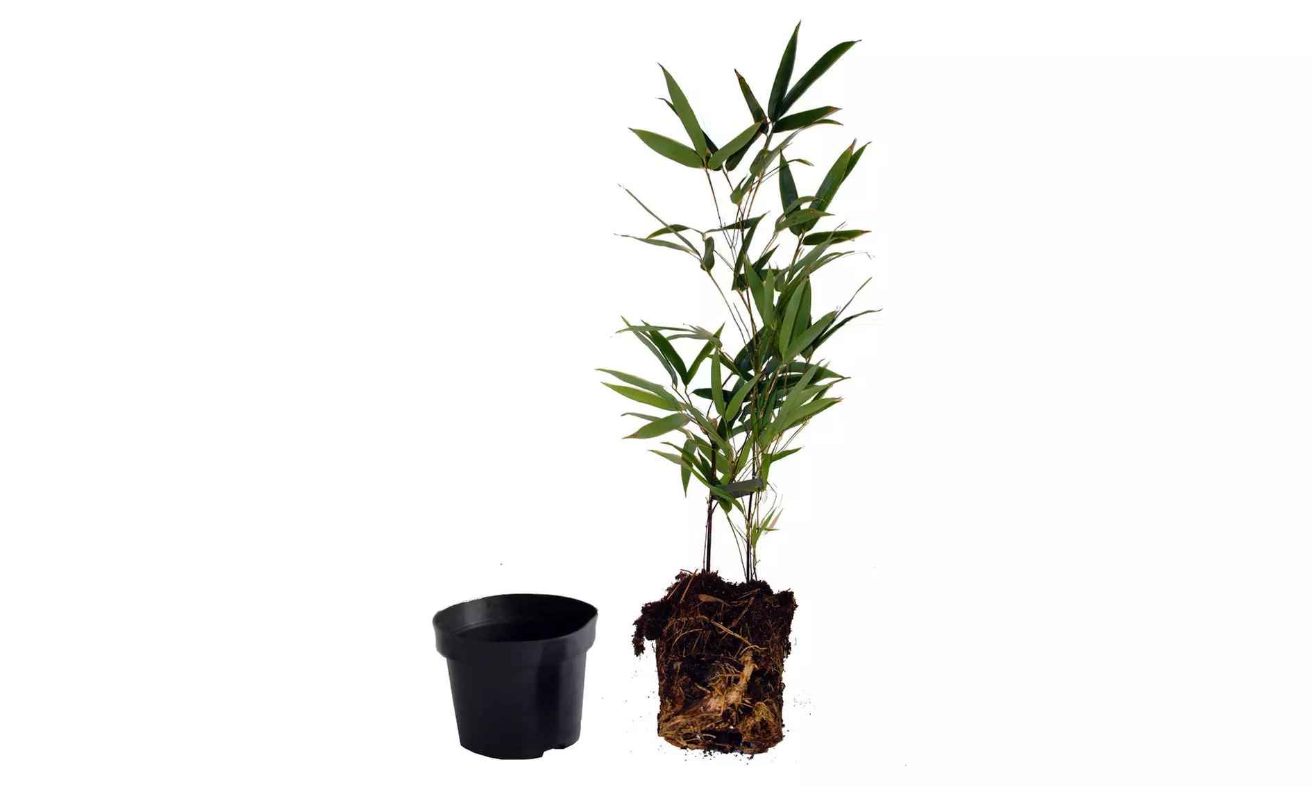 Collection de 3 ou 6 arbustes d'ombre - Image 5