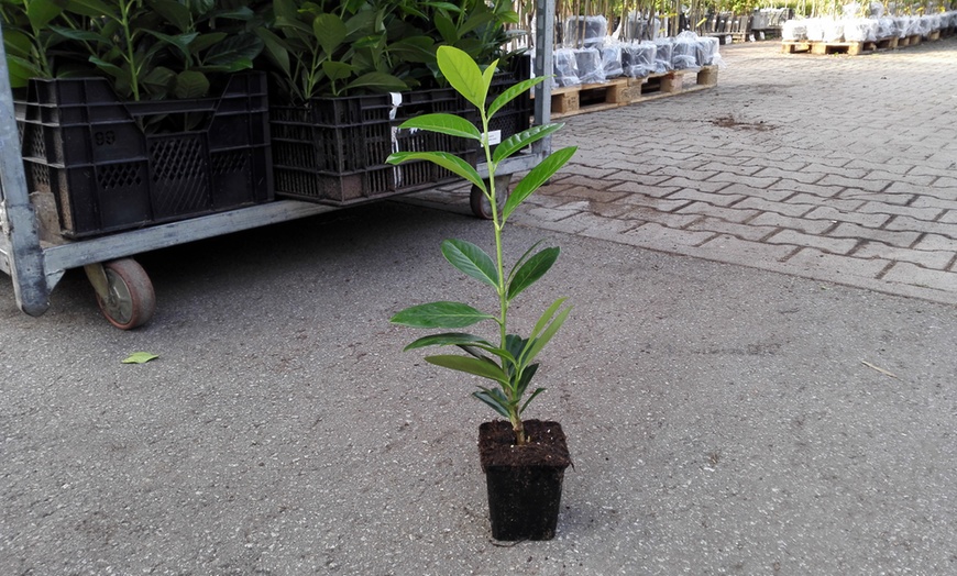 Image 3: 12 Cherry Laurel Hedge Plants