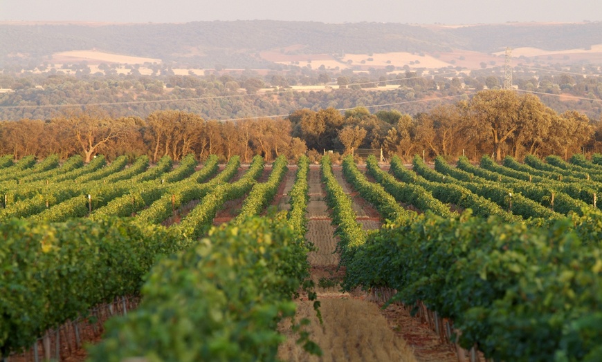 Image 4: Visita guiada a bodega y maridaje