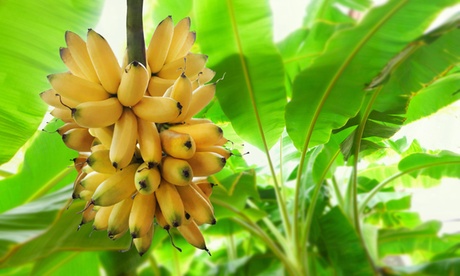 1 o 2 alberi di Banano Tropical da interno