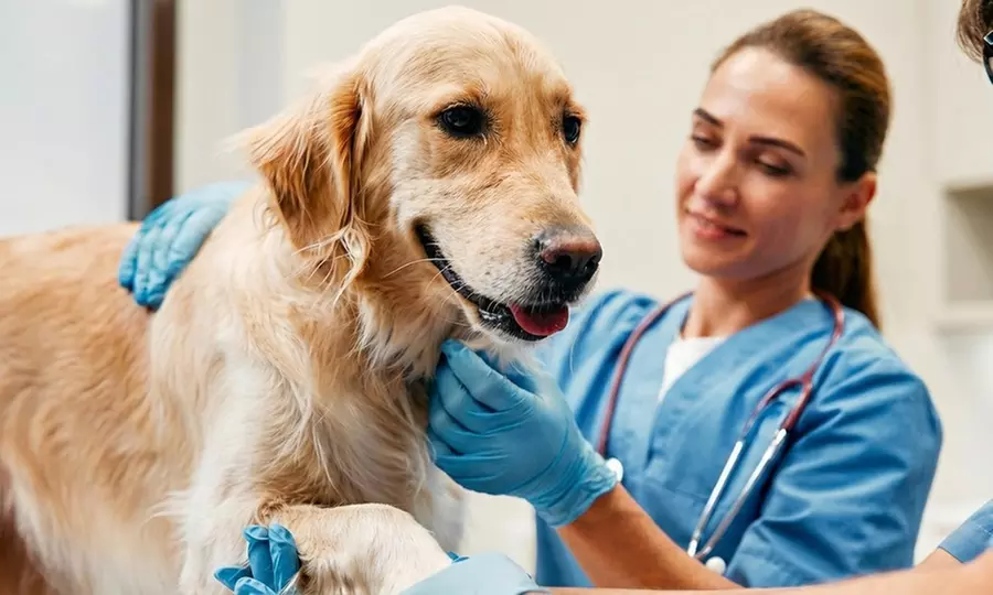 Pack vacunación perro y gato: rabia, primera cachorro y polivalente