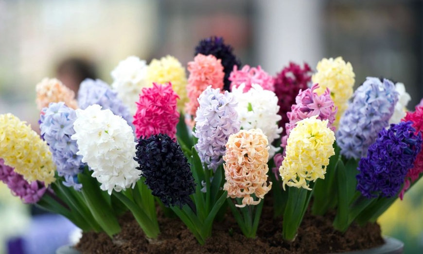 Image 4: 8 or 16 Bulbs of Black Hyacinth Midnight Mystic
