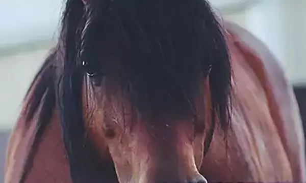 Ruta de 1 hora a caballo para hasta 4 personas con opción a iniciación