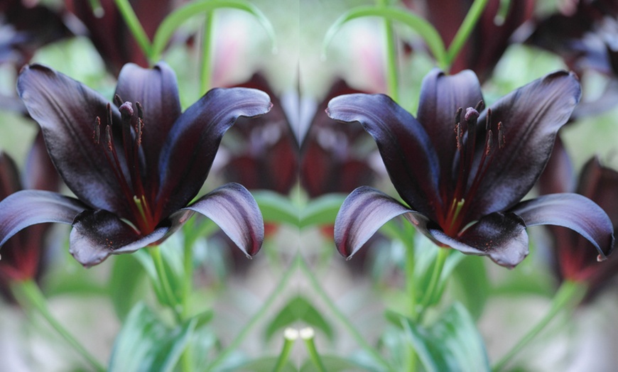 Image 3: Lily Black Jewel 5 or 10 Bulbs