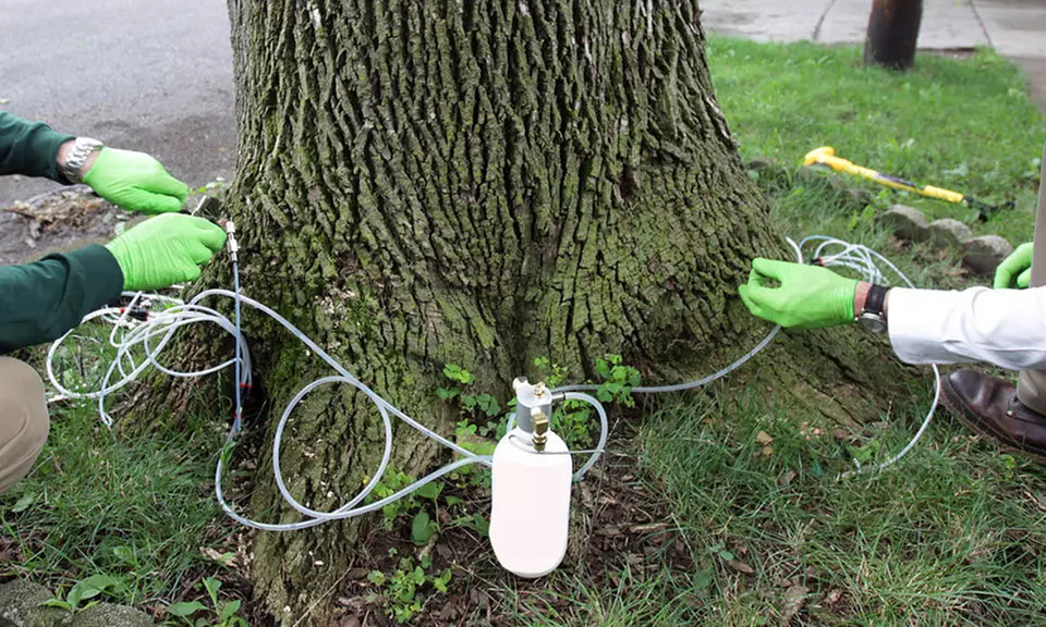 $176 Off $270 Emerald Ash Borer Treatment for 1 Ash Tree - Indy Ash - Primary Image