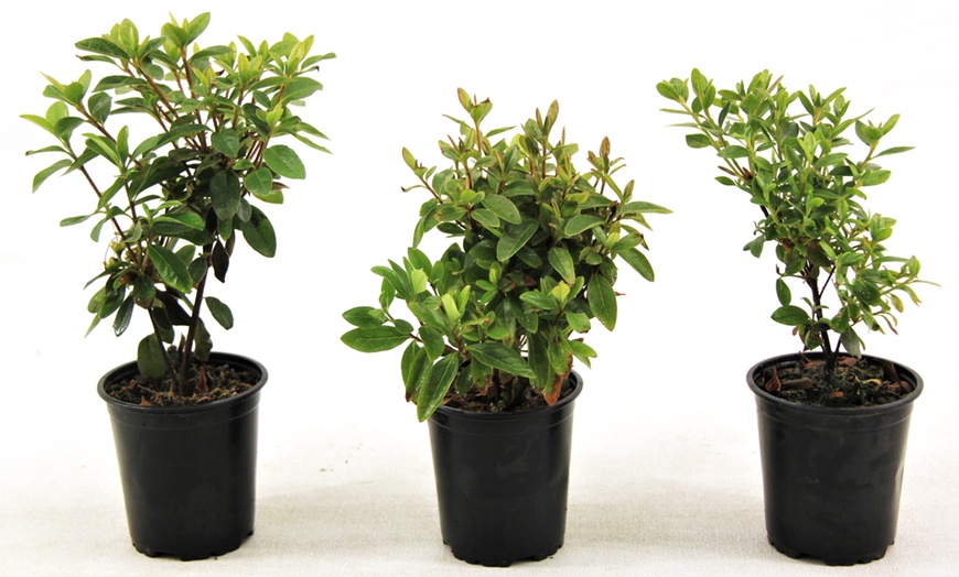 Image 3: Set de plantas de Azalea Enana