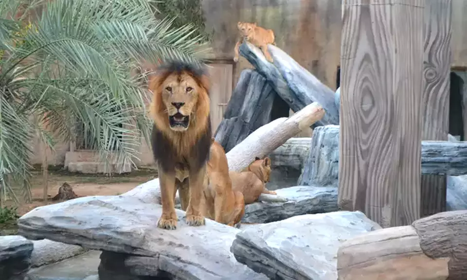 Unleash Adventure: Zoo Entrance + 2 Exciting Activities for 1 or 2!