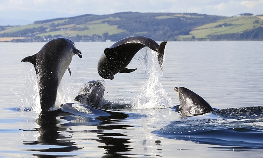 Image 1: Dolphin-Watching Cruise