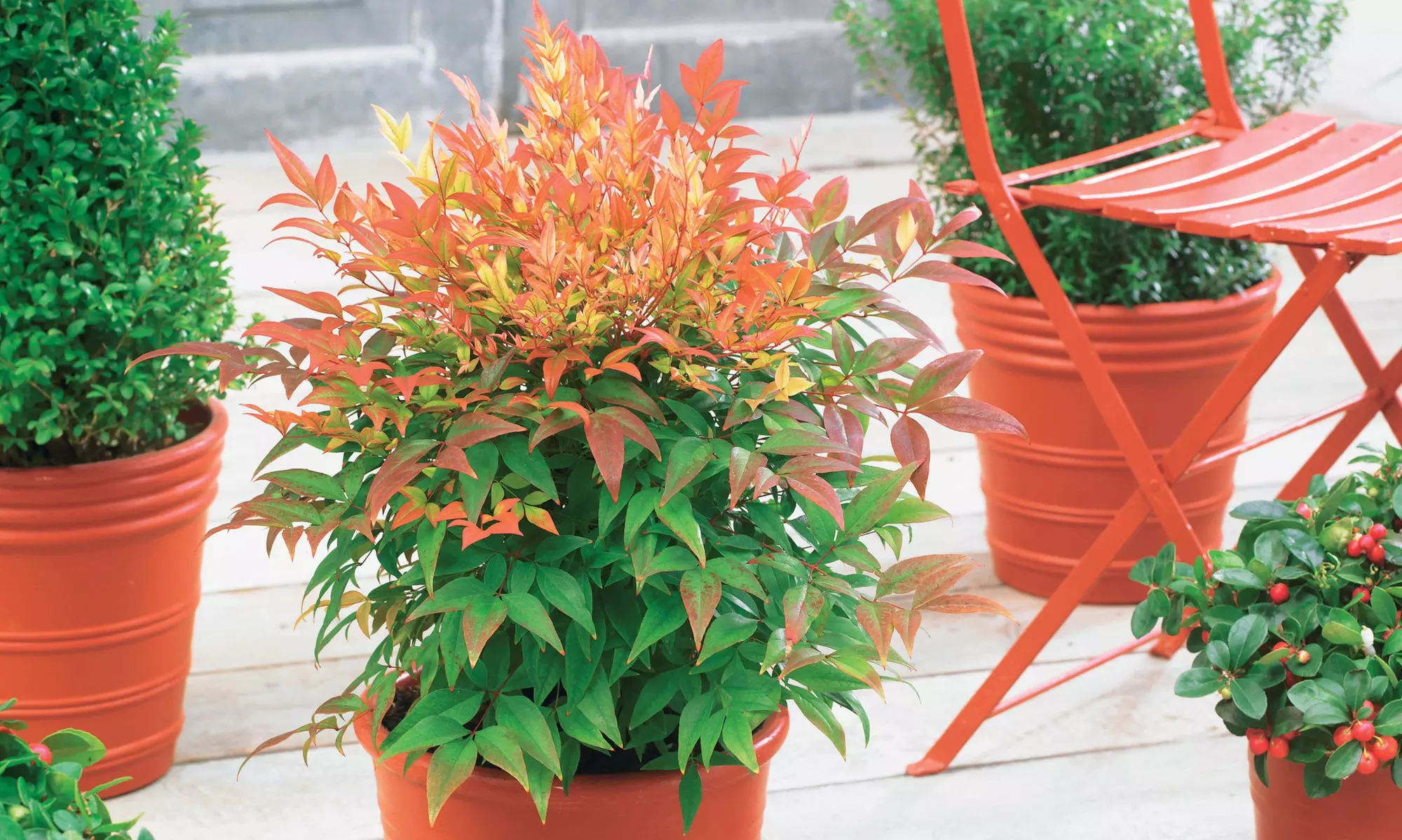 Lot de 2,3 ou 5 bambous "Sunset boulevard" avec feuillage persistant de Willemse France - Primary Image