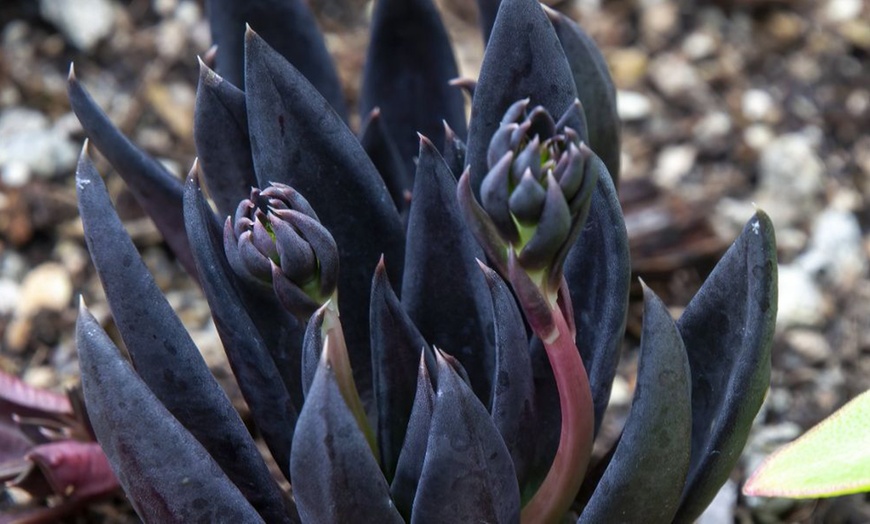 Image 2: 4 or 8 Echeveria Jumbo Plug Collections with Optional Bowl Planter