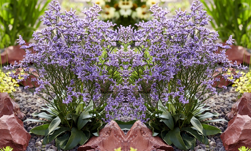 Image 5: One or Three Limonium 'Dazzle Rocks' Potted Plants