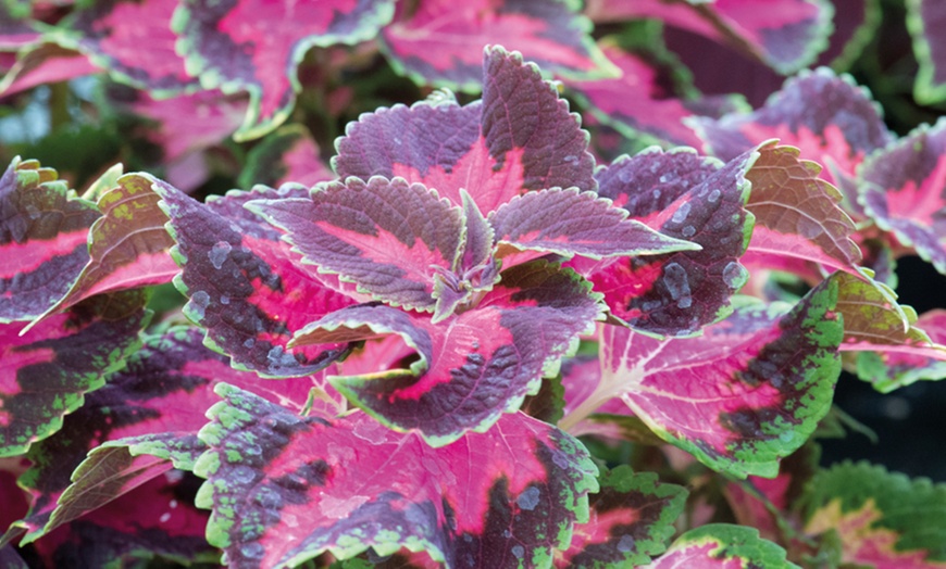 Image 3: Coleus Main Street Collection - 5 or 10 Plants