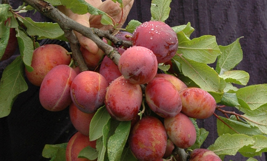 Image 6: Three-Tree Orchard Collection