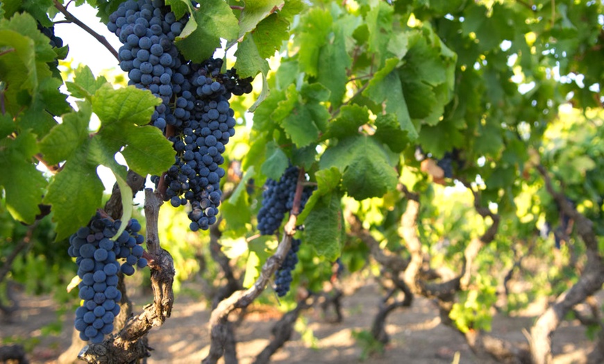 Image 1: Degustazione vini con visita a cantina e vigneti da Soloperto Vini