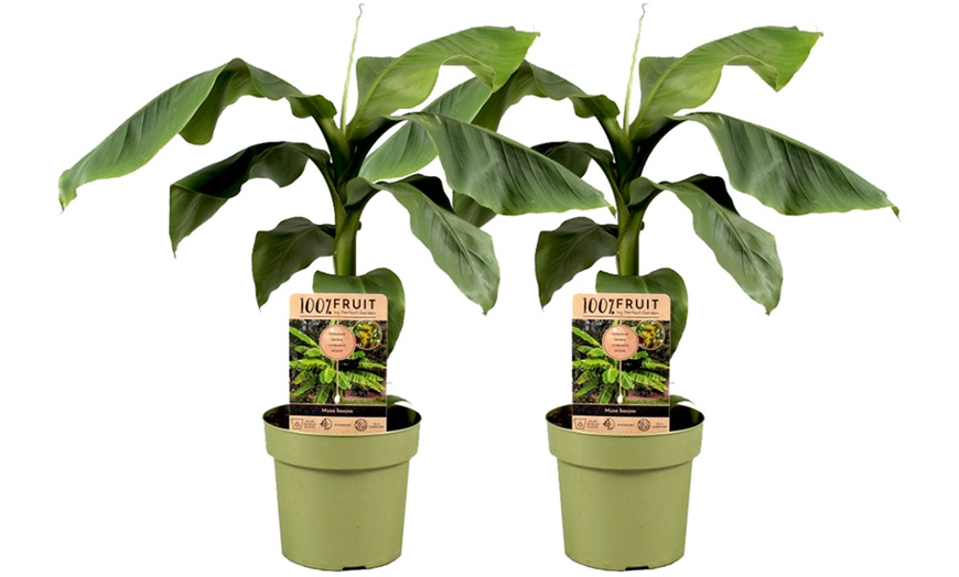 Image 4: Rootz Set of Two Musa Basjoo Hardy Banana Plants