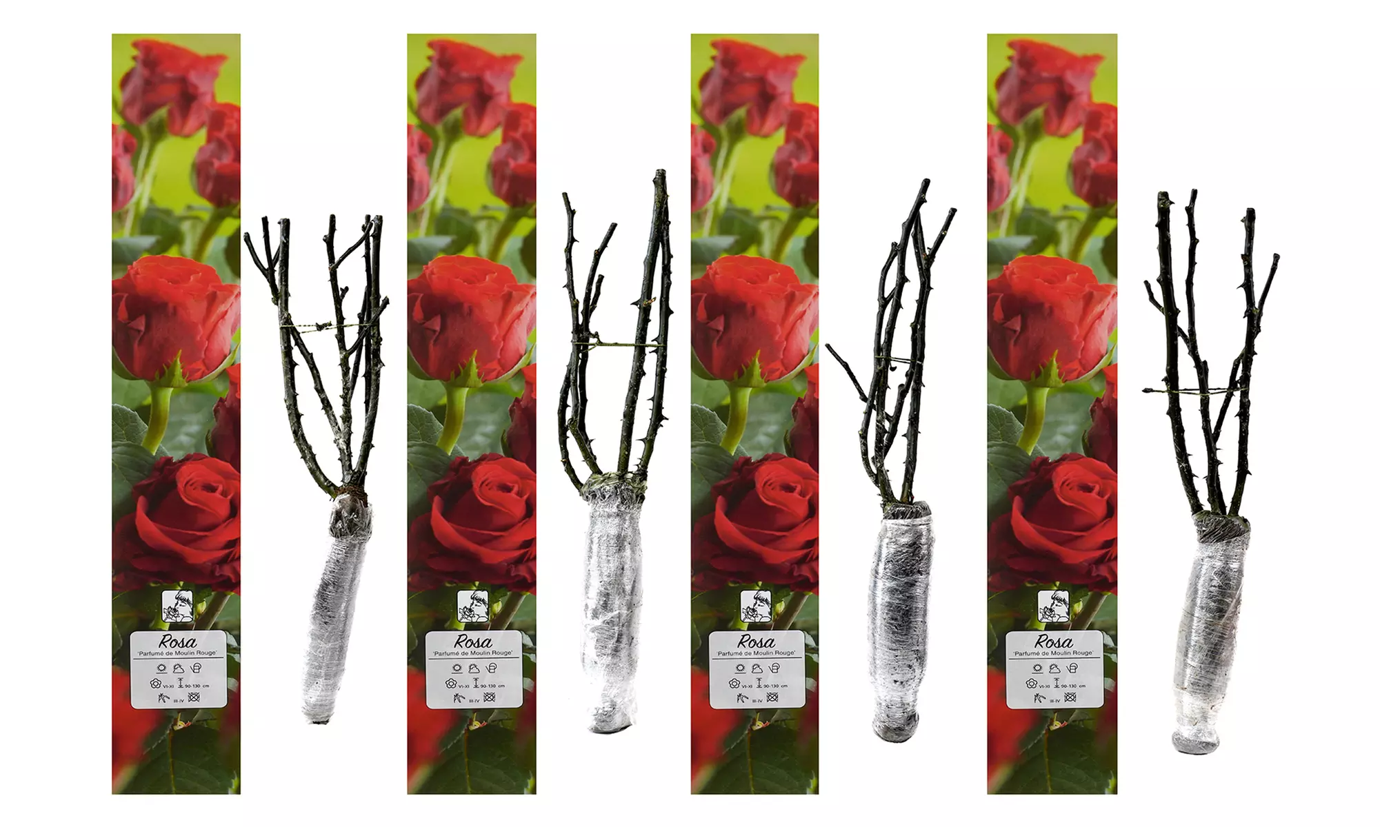 Ensembles de 4 roses de jardin parfumées à grandes fleurs