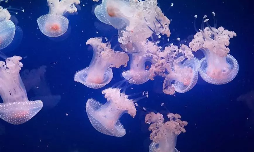 Au cœur des océans sans quitter Paris