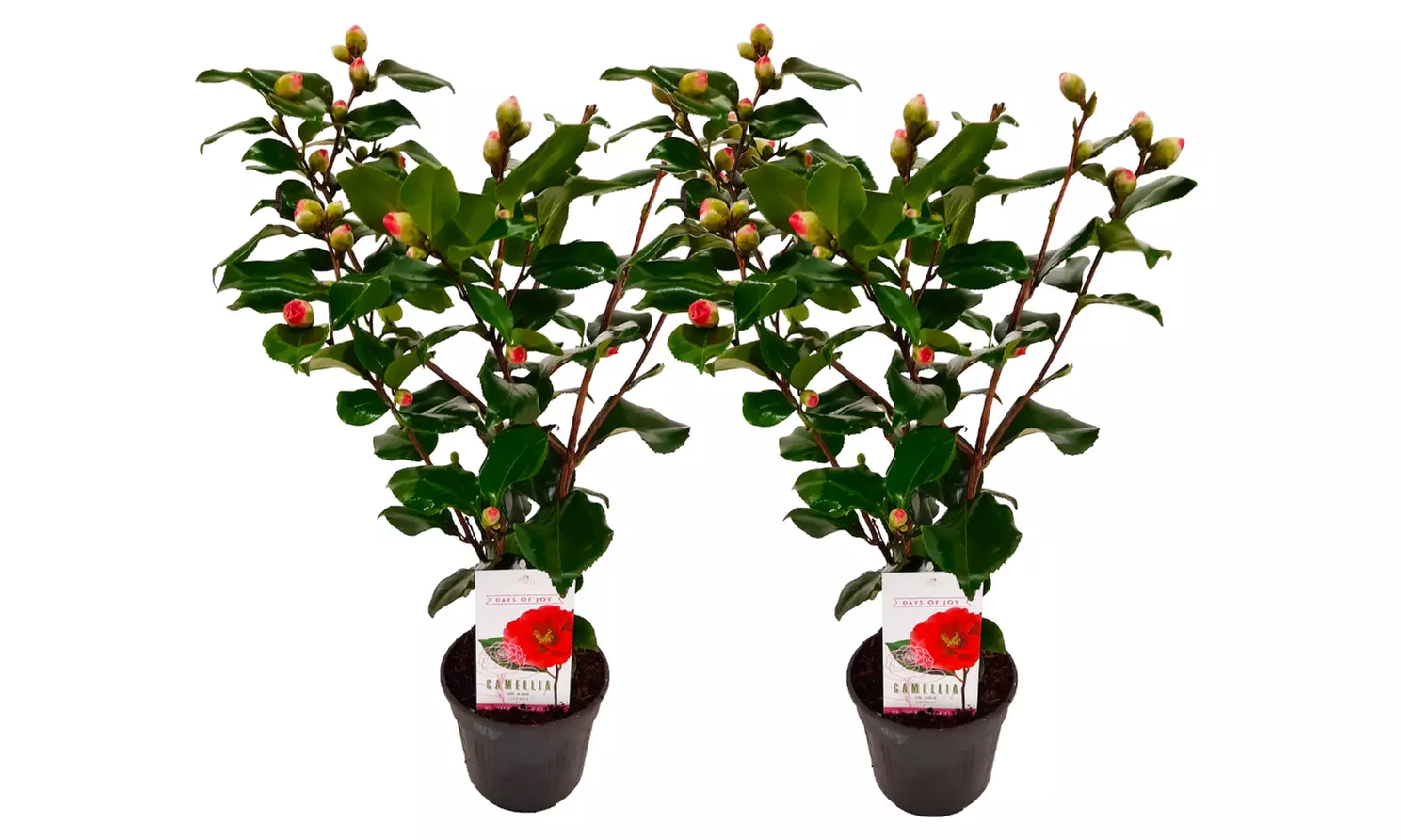 1x oder 2x Japanische Kamelie mit dekorativen Blüten - Second Medium