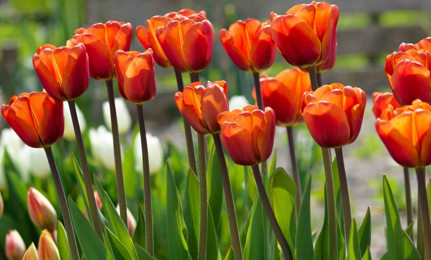 Image 1: Brown Sugar Tulips