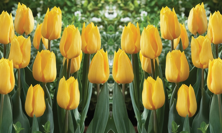 Image 1: 16 or 32 Tulip Triumph Yellow Flight Bulbs