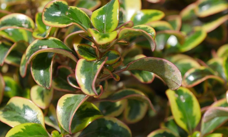 Image 6: Three Magical Coprosma Plants