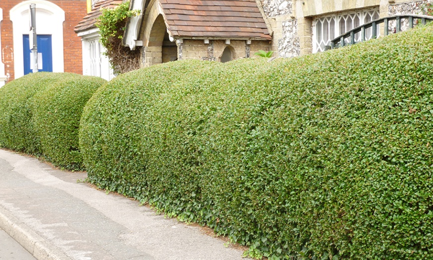 Image 1: Privet Hedging Bare Root Plants 